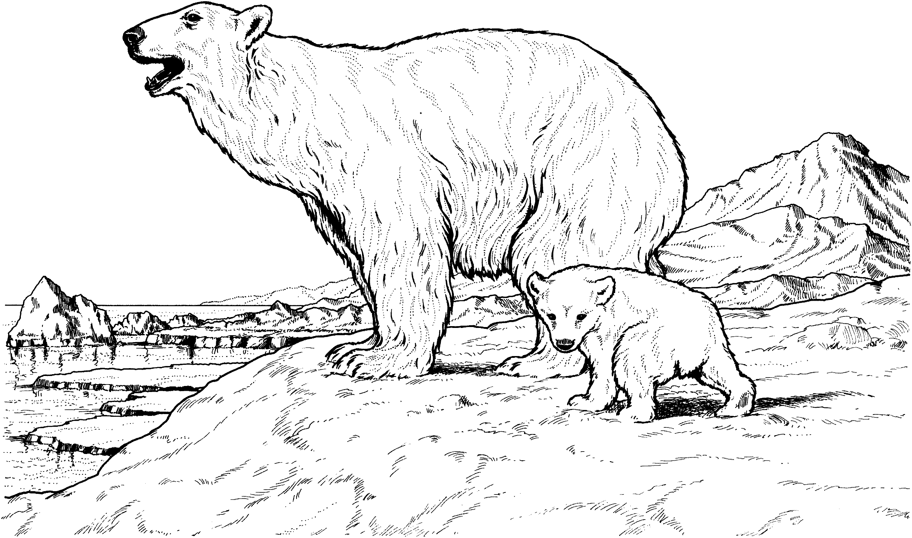 Bear Coloring Pages