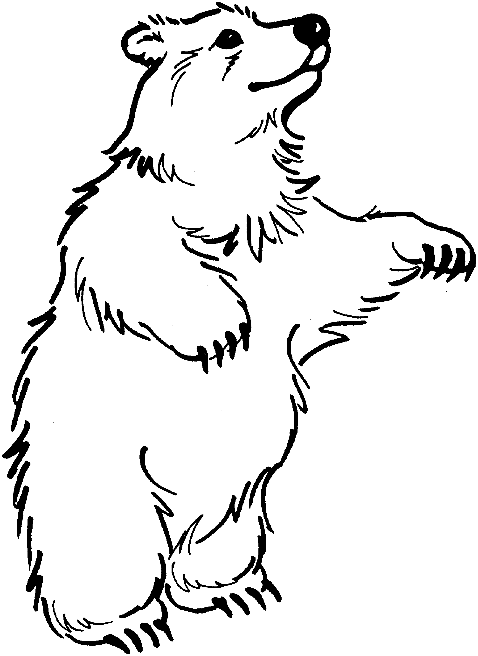 coloring pages of bears - photo #16