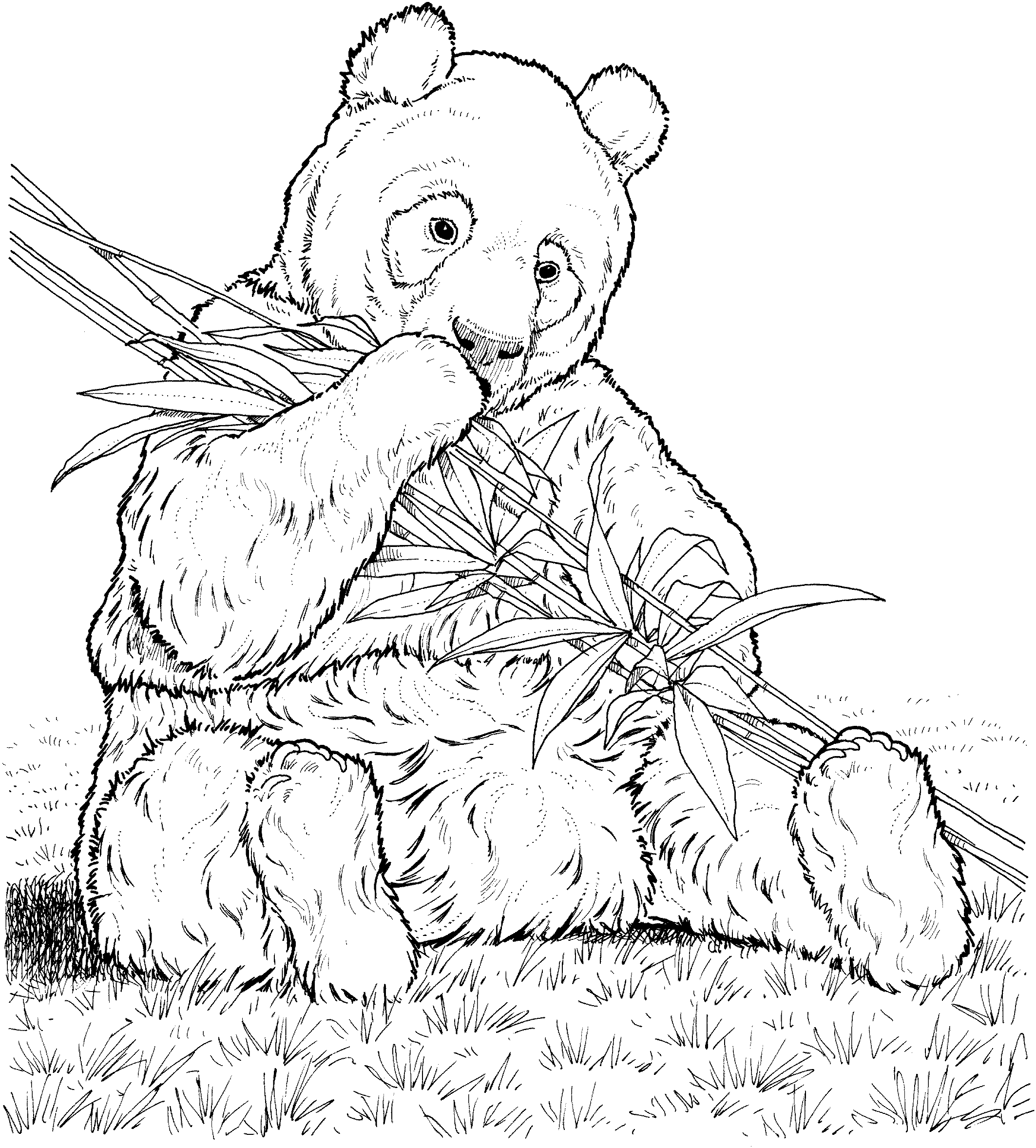 panda bear panda bear coloring pages - photo #12