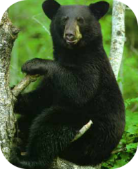 Black Bear Photo