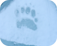 Polar Bear Footprint