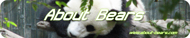 About Bears