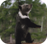 Asiatic Black Bear