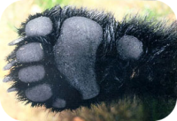 Black Bear Paw