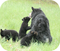 Black Bear Cubs and Mother