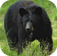 Black Bear