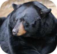 Black Bear Picture