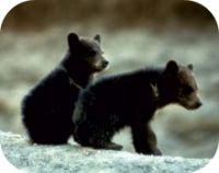 Black Bear Cubs