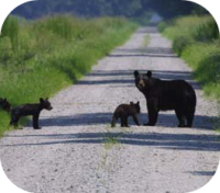 Bear Cubs