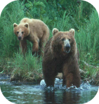 Brown Bear