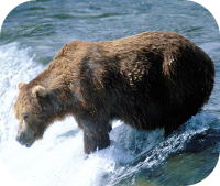 Brown Bear Photo