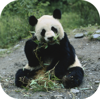 Giant Panda Bear
