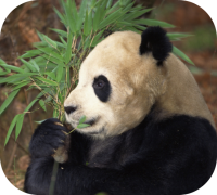 Panda Bear Photo