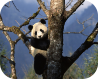 Panda Bear Picture