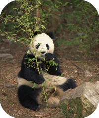 Giant Panda Bear Photo