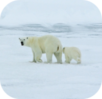 Polar Bear Mother and Cub