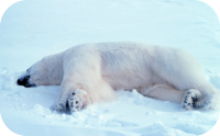 Sleeping Polar Bear