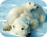 Polar Bear Cub