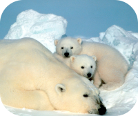 Polar Bear Cubs