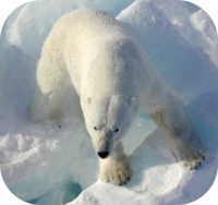 Polar Bear Photo
