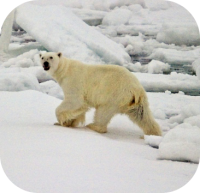 Polar Bear Picture