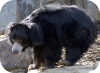 Sloth Bear