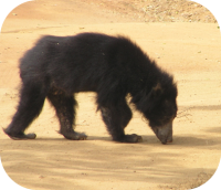 Sloth Bear Photo