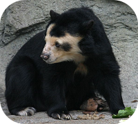 Spectacled Bear