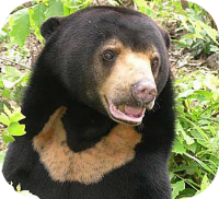 Sun Bear
