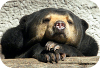 Sun Bear Picture
