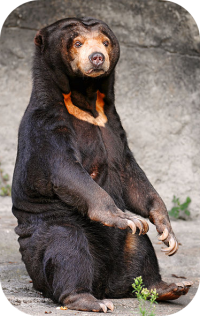 Sun Bear Photo